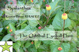 Spilanthes the oddball eyeball plant with picture of the plant