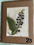 Botanical Print Notecards