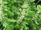 Hydrosols - Small Batch - The Essential Herbal